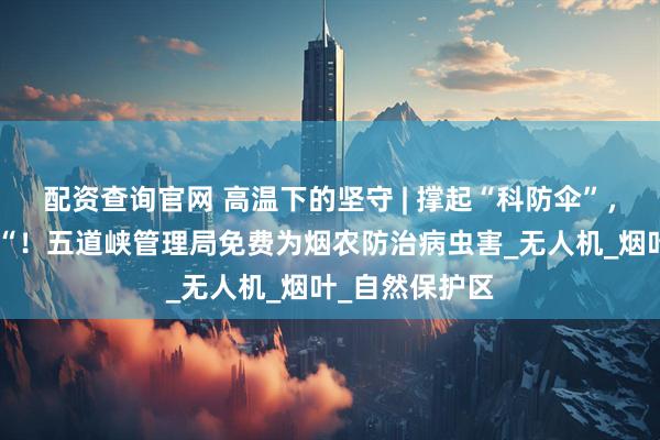 配资查询官网 高温下的坚守 | 撑起“科防伞”，护好“金叶子“！五道峡管理局免费为烟农防治病虫害_无人机_烟叶_自然保护区